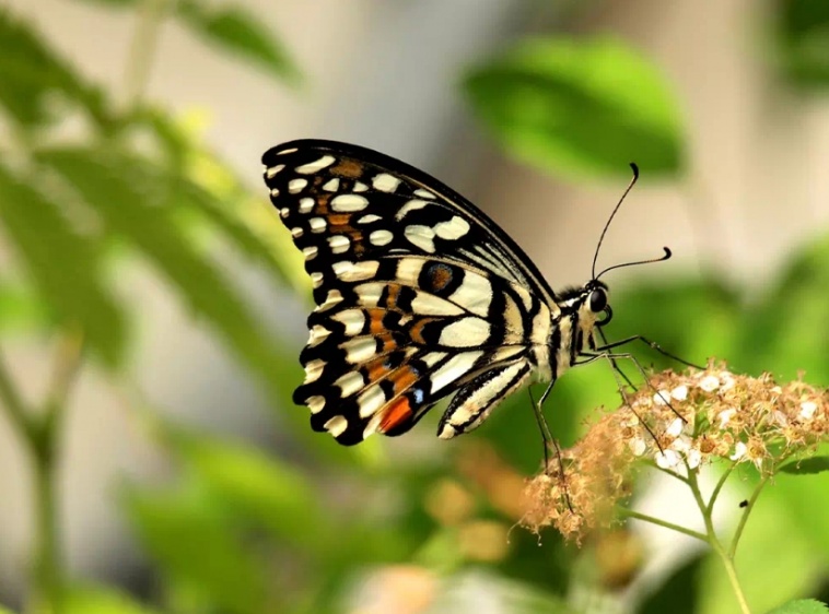 Motylarnia w Helu 